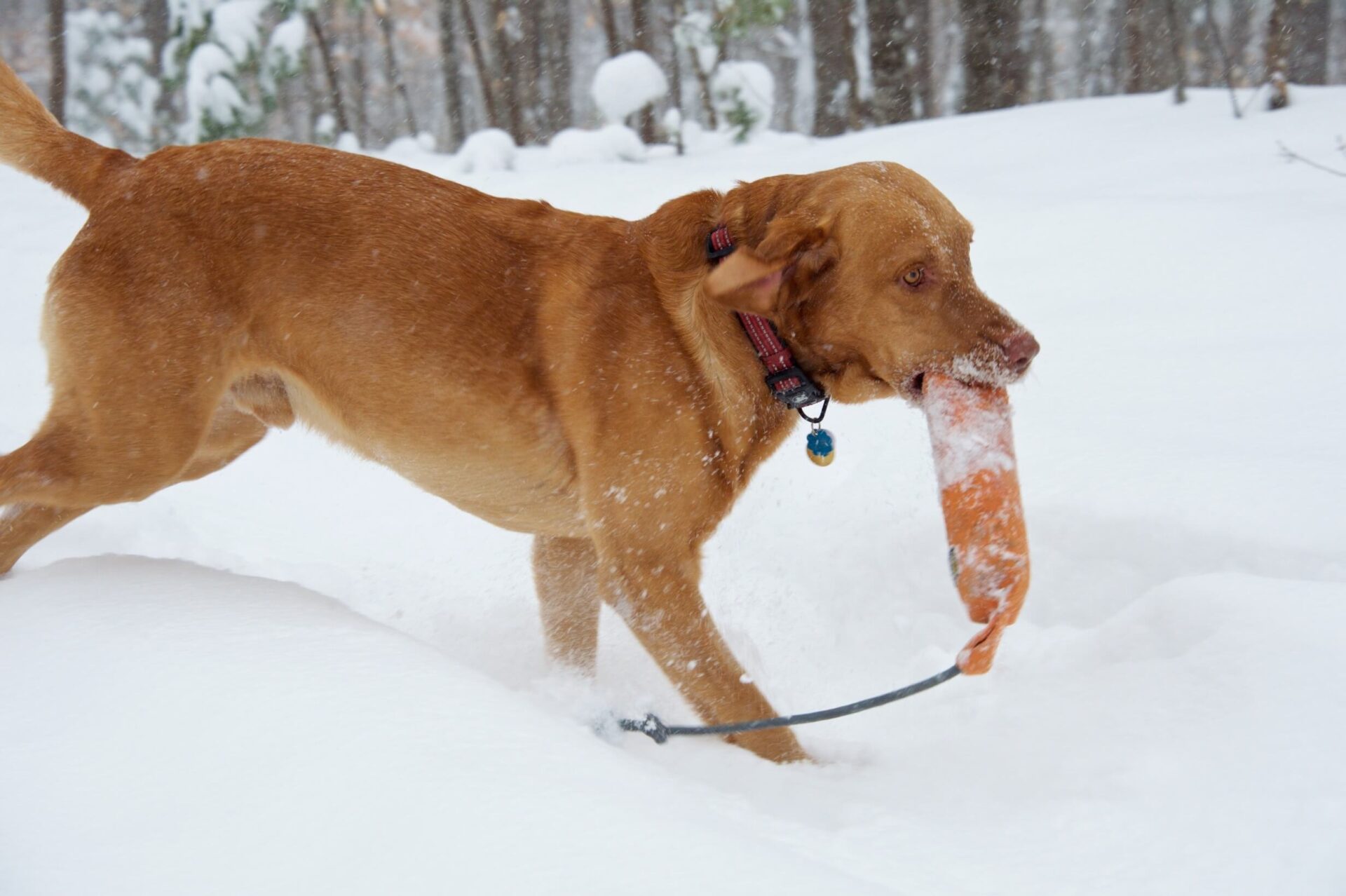 Harmony Family Dog Training