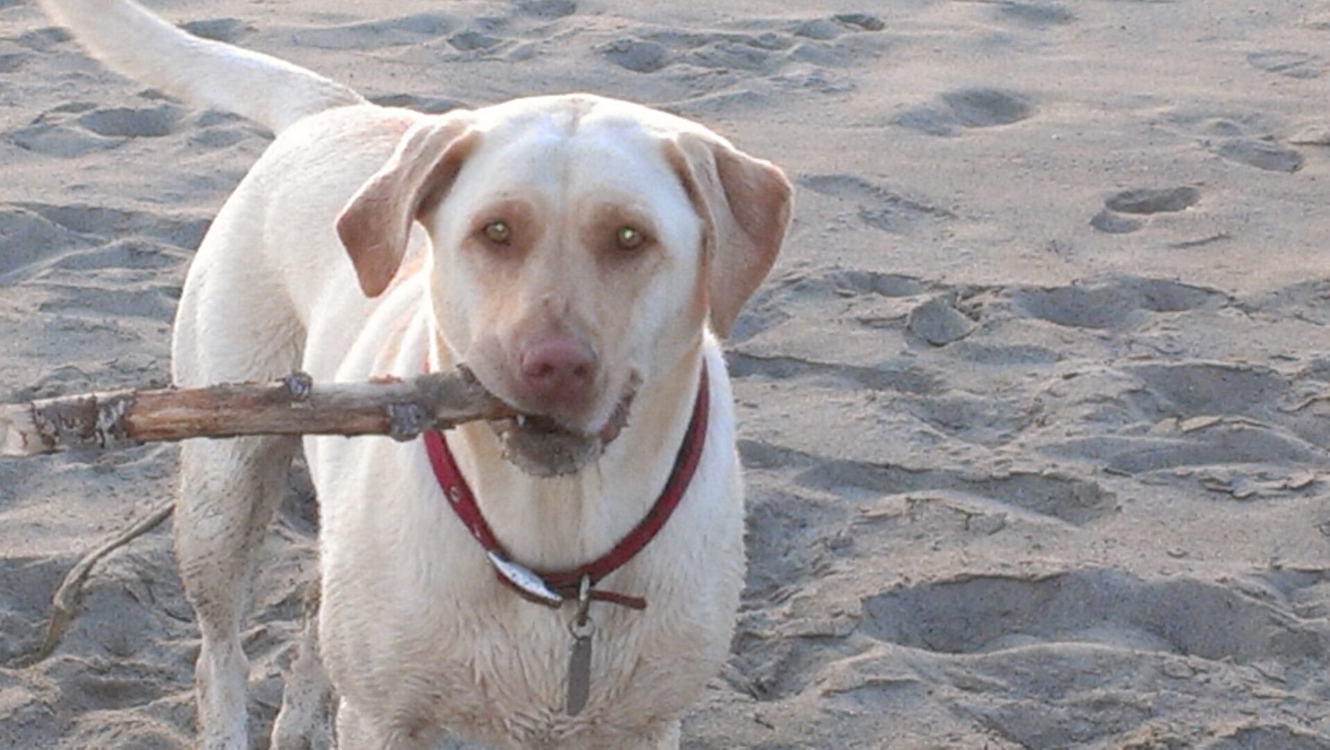 dog with stick in mouth