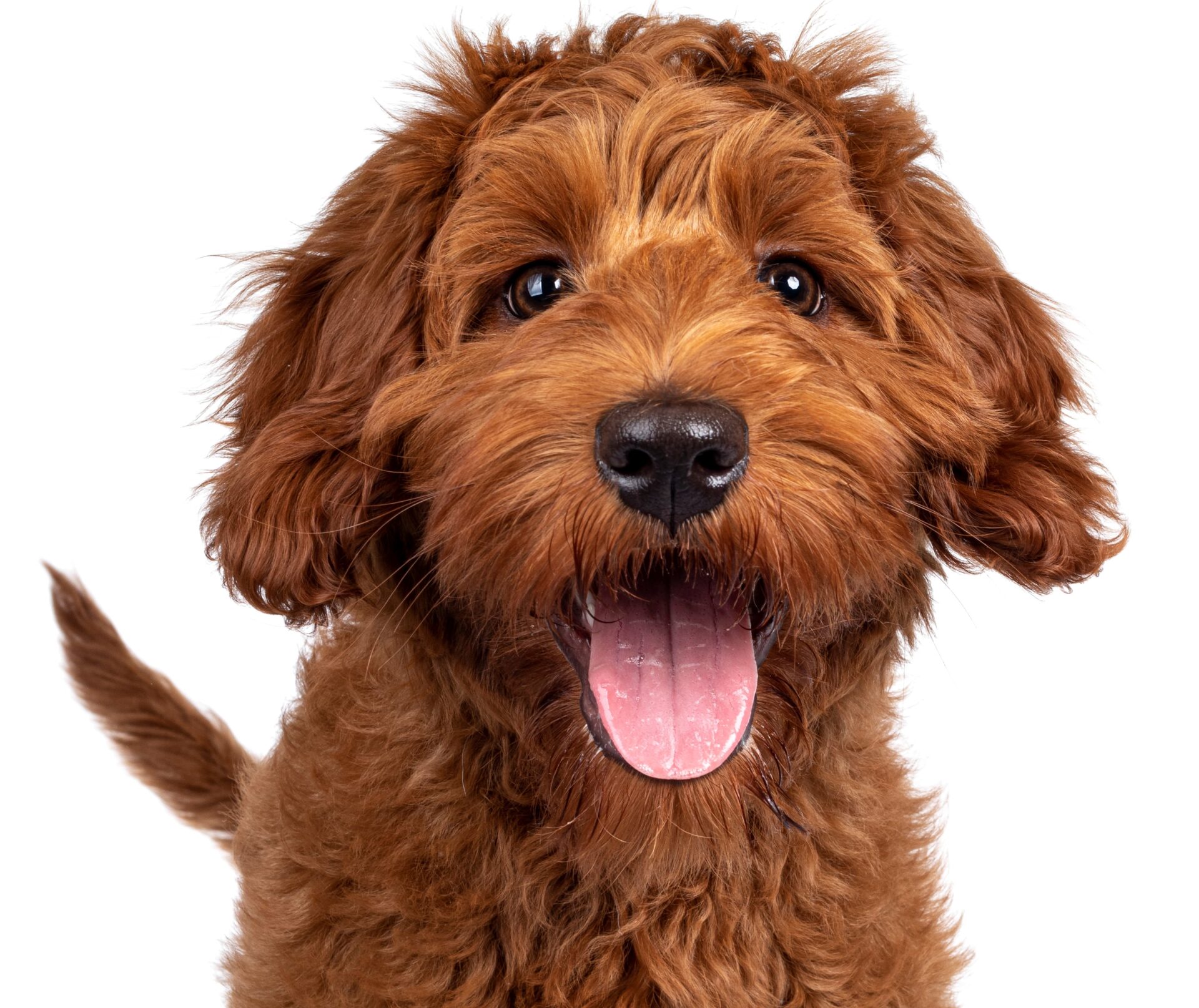 Funny head shot of cute red Cobberdog puppy, standing facing front. Looking curious towards camera. Isolated on white background. Tongue out.